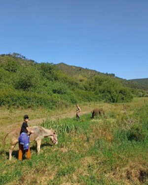 Joana de Verona Instagram - Dizem que é dia internacional do Burro.
Este é o Emil.
Eles são lindos e fazem-nos muy bem! 🐌🦒🐎