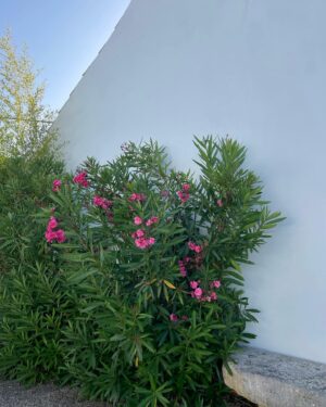 Joana Aguiar Instagram - Last month’s random dump🌼