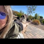 Joanne Wood Instagram – It’s a team effort sunnin the buns with mummy! ❤️😎😎❤️ #weegooseandraiderwood #weegoosewood #weeraiderwood #maverickandgoose #maverickgooseraider #toppug #pug #pugs #pugsofinstagram #puglove #handsomepug #puglife #pugnation #pugoftheday #bestbros #mountainpug