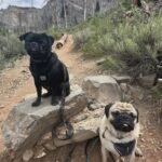 Joanne Wood Instagram – Our first time up in Mount Charleston since the floods..it’s sad to see the damage that was done but we are glad some of the hikes are back open! 🏔️😎😎🏔️ #mountcharleston 
#weegooseandraiderwood #weegoosewood #weeraiderwood #maverickandgoose #maverickgooseraider #toppug #pug #pugs #pugsofinstagram #puglove #handsomepug #puglife #pugnation #pugoftheday #bestbros #mountainpug