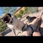 Joanne Wood Instagram – Getting our vitamin D with mummy! ❤️😎😎❤️ 
#weegooseandraiderwood #weegoosewood #weeraiderwood #maverickandgoose #maverickgooseraider #toppug #pug #pugs #pugsofinstagram #puglove #handsomepug #puglife #pugnation #pugoftheday #bestbros #mountainpug