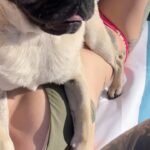 Joanne Wood Instagram - Wondering why I’m still peely Wally… @gooseandraiderwood 😅🤦‍♀️😂 #sunpug #peelywally #cantakethescottishgirloutofscotlandbutyoucannevertakethescottishness