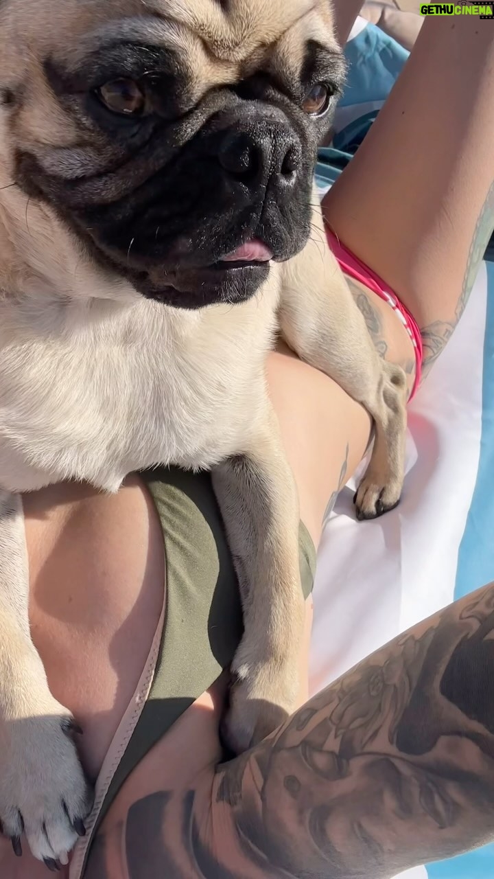 Joanne Wood Instagram - Wondering why I’m still peely Wally… @gooseandraiderwood 😅🤦♀️😂 #sunpug #peelywally #cantakethescottishgirloutofscotlandbutyoucannevertakethescottishness