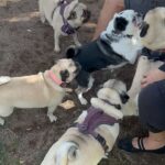 Joanne Wood Instagram - We were in Pug heaven for granny’s last morning before she heads back to sunny Scotland! We made lots of new friends and we can’t wait for next Sunday! ❤️😎😎❤️ #pugheaven #pugmeetup #lasvegaspugs #weegooseandraiderwood #weegoosewood #weeraiderwood #maverickandgoose #maverickgooseraider #toppug #pug #pugs #pugsofinstagram #puglove #handsomepug #puglife #pugnation #pugoftheday #bestbros #mountainpug
