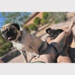 Joanne Wood Instagram – Retirement dump..it’s been a whirlwind to say the least but truly Grateful for everyday that I get to grow in all my roles old, new and still to come while surrounded by amazing people, Mavstar and of course our pugs ❤️ #nevergiveup #dontstop #mavstar #maverickgooseraider #stepjojo #itsbeen84years
