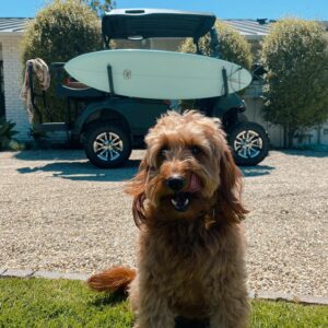 Jocelyn Hudon Instagram - ☀️🐶🏄🏽‍♀️