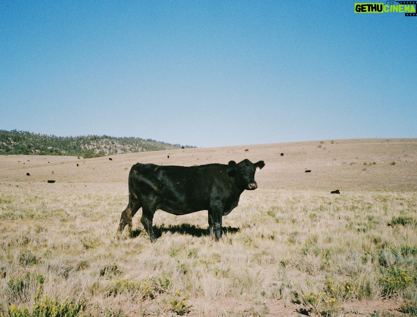 Jocelyn Shelfo - 3 Likes - 🐮