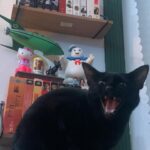 Jodelle Ferland Instagram - swipe for 🐈‍⬛