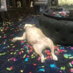 Jodi Lyn O’Keefe Instagram – Happy New Year