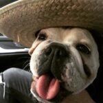 Jodi Lyn O’Keefe Instagram – Happy Friday Everybully.