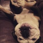 Jodi Lyn O'Keefe Instagram - Getting crazy on a Wednesday night. #vivian #bluebully #upsidedowncakes