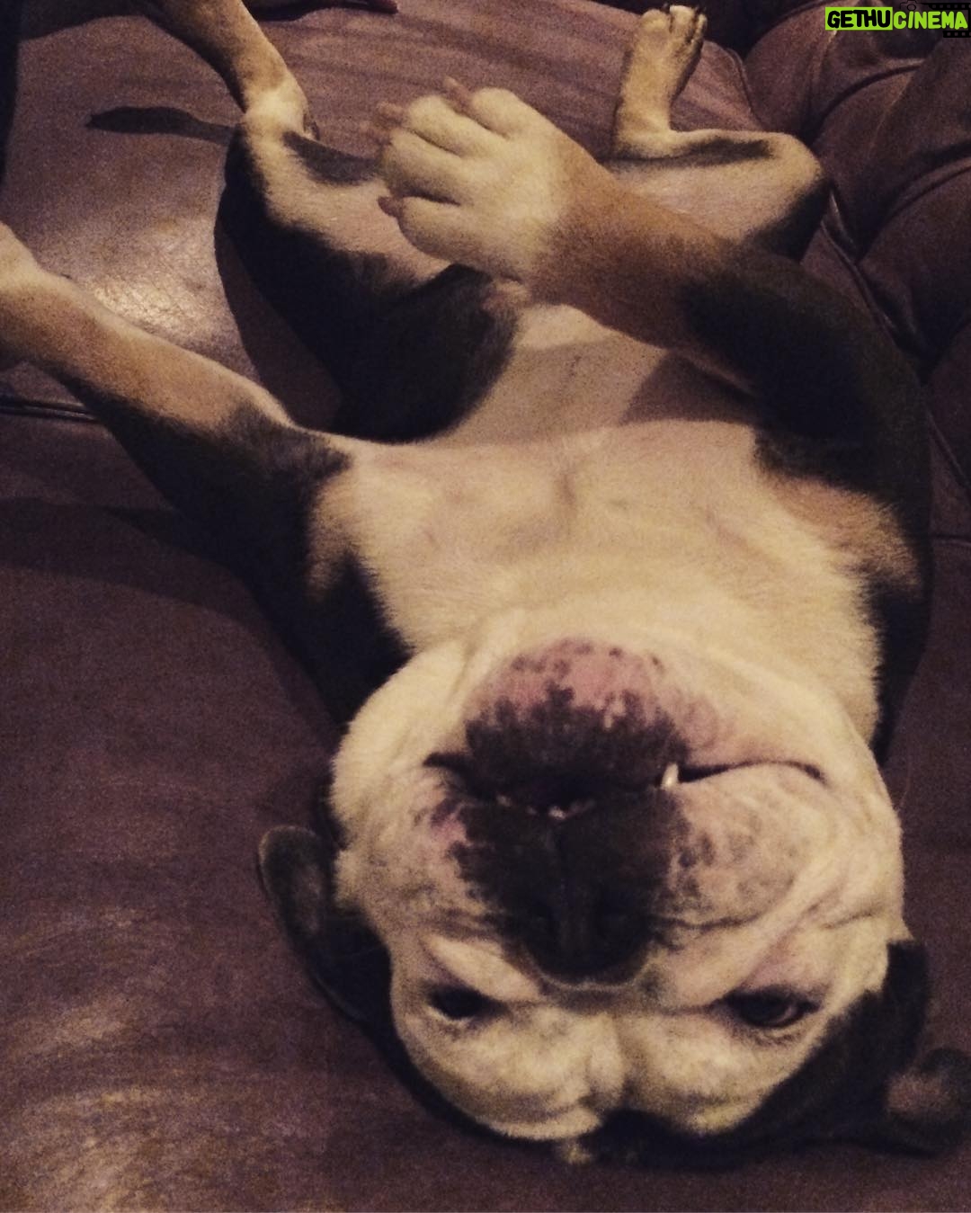 Jodi Lyn O'Keefe Instagram - Getting crazy on a Wednesday night. #vivian #bluebully #upsidedowncakes