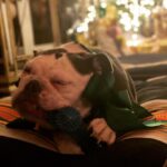 Jodi Lyn O'Keefe Instagram - Happy Holidays from my little family to yours. We hope you are as happy as Vivian with her green silk bow and Christmas bone. #merrychristmas #happyholidays #bulldog #bliss