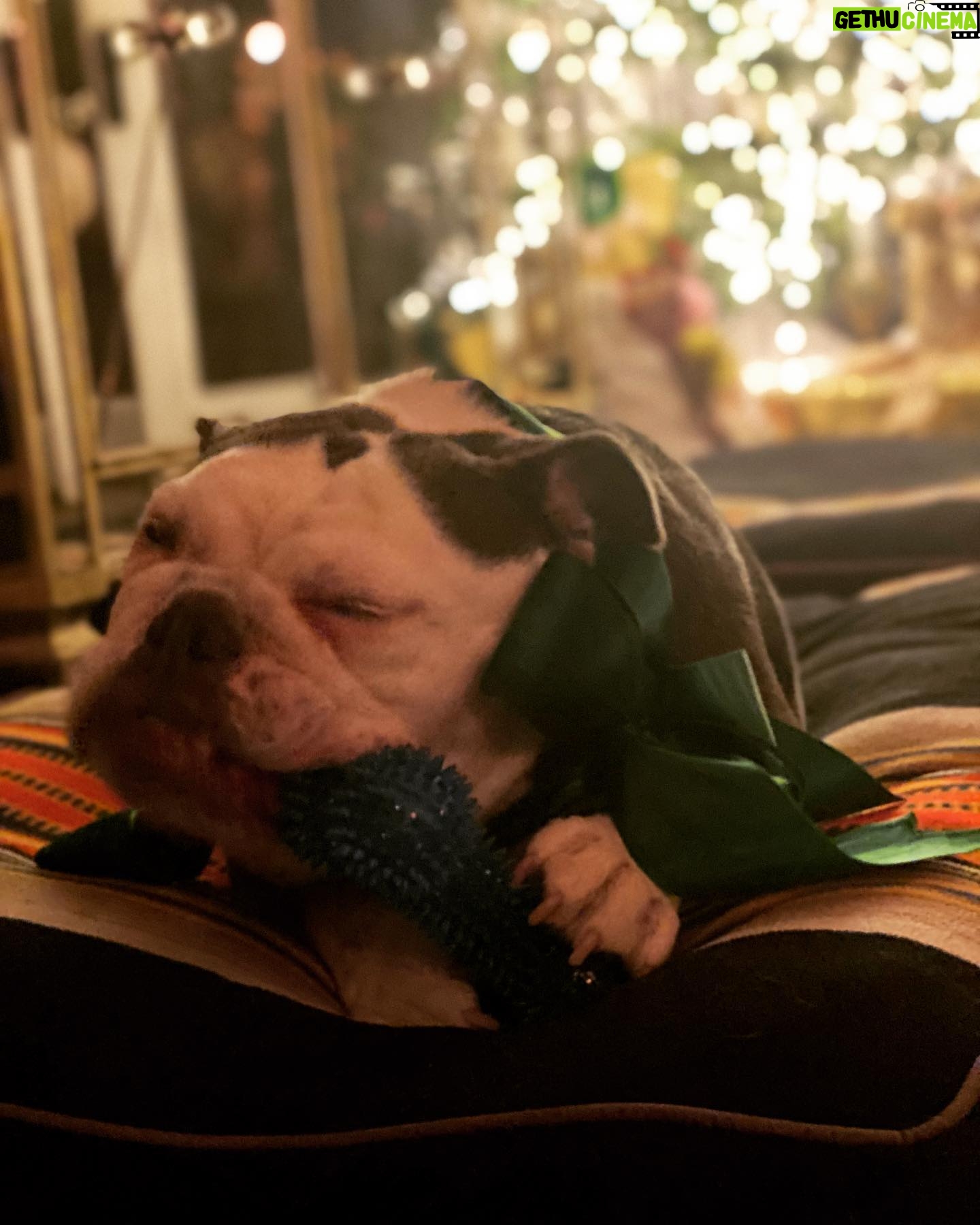 Jodi Lyn O'Keefe Instagram - Happy Holidays from my little family to yours. We hope you are as happy as Vivian with her green silk bow and Christmas bone. #merrychristmas #happyholidays #bulldog #bliss