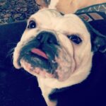 Jodi Lyn O’Keefe Instagram – Happy #nationalpuppyday love, Vivian. And her tongue.