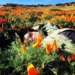 Jodi Lyn O’Keefe Instagram – #california #superbloom #poppies
