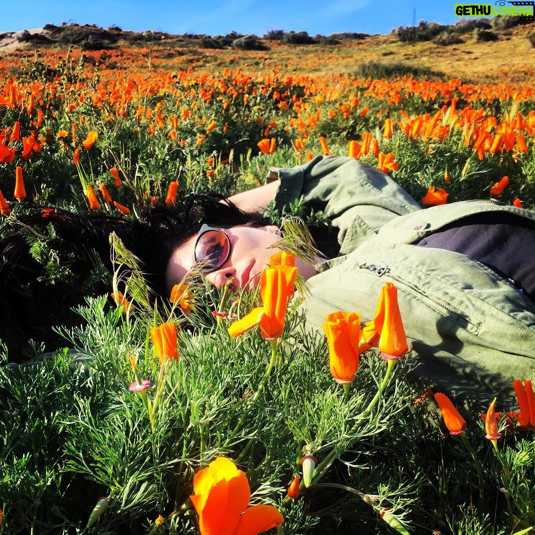 Jodi Lyn O'Keefe Instagram - #california #superbloom #poppies
