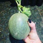 Jodi Lyn O'Keefe Instagram - I know I don’t post often….but this seemed worthy. This cucumber was grown in our rooftop garden. Yes. I said cucumber. #rooftotabledining