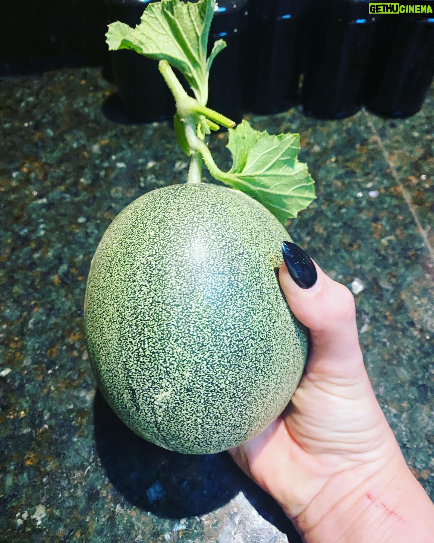 Jodi Lyn O'Keefe Instagram - I know I don’t post often….but this seemed worthy. This cucumber was grown in our rooftop garden. Yes. I said cucumber. #rooftotabledining