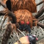 Jodi Lyn O'Keefe Instagram - #halloween New York City. Making my scary spider dreams come true. 4 more days until my favorite holiday. #whatareyouwearing on Tuesday??????