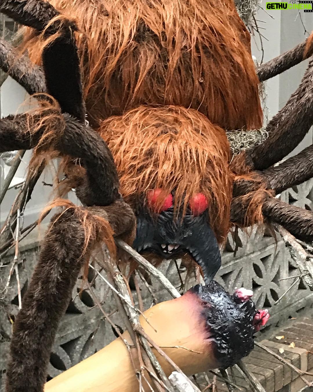 Jodi Lyn O'Keefe Instagram - #halloween New York City. Making my scary spider dreams come true. 4 more days until my favorite holiday. #whatareyouwearing on Tuesday??????