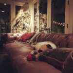 Jodi Lyn O'Keefe Instagram - #moses waiting patiently for #santa