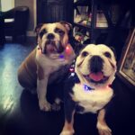 Jodi Lyn O'Keefe Instagram - Happy 4th EVERYBULLY!!!! Love, George, Moses and Vivian