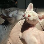 Jodi Lyn O'Keefe Instagram - That’s the way love goes……#Beauregard #Pearl My heart grew a thousand times bigger when these magical creatures entered my life.