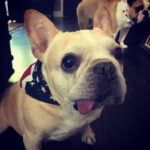 Jodi Lyn O'Keefe Instagram - Happy 4th EVERYBULLY!!!! Love, George, Moses and Vivian