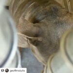 Jodi Lyn O'Keefe Instagram - #Repost @geoffmstults (@get_repost) ・・・ #Repost @dogmeetsfamily ・・・ This was Don today just as he is every day. He stares out hoping to make eye contact. Once I do, I approach and he wants head rubs first. When I'm done and step back, he smooshes his body up against the fence cos it's time for a body massage or to pet the side of his head. This boy had a home for only 6 months and now he has 1 more day of life if he doesn't get adopted or rescued. Still no foster offers yet. The shelter is about to close for the day and then his 24 hours begin... 💔😩 Last post: 🆘🆘🆘Don was saved from euthanasia today and has 48 hours to make it out alive!! 🆘🆘🆘 This boy has had such a rough life! He was originally at the shelter for 5 months, passed his temp test and was stellar in the @sheltermetv training program. He was adopted and when his owners moved 6 months later, he was dumped back at the shelter. He will spend his last days on earth here if he doesn't get adopted or rescued within the next 2 days. 😩 He is 7, neutered, chipped. He is in the @downey_playgroups and is quite the ladies man. He does, however, prefer to be the only male dog around so he would do best in a home with female dogs. He LOVES affection and being pet. He always -100% of the time - comes up and smooshes his body against the fence to be pet and could sit there all day and night. This lovebug tank (who has the softest fur too) needs a miracle! A foster offer could possibly save his life. Don is beyond URGENT!! 🆘🙏🏼🆘 Last post: Don is quite a hunk!! He originally came in in April 2016 and was there until late September when he was adopted. He has a good temperament since he lasted so long through the busiest time at the shelter. His adopter surrendered him back to the shelter 3/31.💔 This 7yo #pitbull is always sitting at his kennel door waiting and hoping that you'll come say hi to him. He's a 76lb tank who has the most beautiful eyes and softest fur. He loves to be pet so once you start, he turns to the side to give you more surface area to love on. Don must be so traumatized to be back, and he needs a new permanent home or a foster and rescue asap. #4939895 Downey Animal Care Center 11258