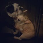 Jodi Lyn O’Keefe Instagram – #happyloveday #George #Vivian