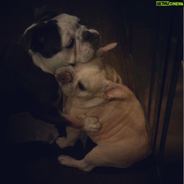 Jodi Lyn O'Keefe Instagram - #happyloveday #George #Vivian