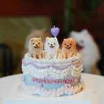 Joey Leong Instagram - arranged a little birthday gathering on my half day-off for @pomerpuffgirls to hang out with other pups 🐶 my dearest ppg, thank you for bringing so much warmth and happiness to our family all these years ♡ can’t believe my eldest Vera is already 8 this year 🥹 mama loves the 3 of you so dearly (but scroll to the end to see what we deal with daily hahh) had a blast at @lyfecafe.kl✨ what a pleasant environment with gooooood food! guess the birthday cake from @woofandmeowdelights is yummy cause @bentley_goldenlabrador had 1/4 of the entire cake but wanted more and got rejected by papa 😮‍💨 and all other mini creatures enjoyed & finished their portions too 🥹 thank you all for coming & sharing the fun @bingyu_baby_toby @thejeweldoggies @dutdut_shibainu and the sweetest hailey — bday surprise for @crystaljingg @jassfoo524 and mommy was a success too✨ off to shoot right after the mini celebration (with countless fur all over me hahaha)