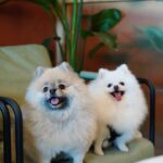 Joey Leong Instagram - arranged a little birthday gathering on my half day-off for @pomerpuffgirls to hang out with other pups 🐶 my dearest ppg, thank you for bringing so much warmth and happiness to our family all these years ♡ can’t believe my eldest Vera is already 8 this year 🥹 mama loves the 3 of you so dearly (but scroll to the end to see what we deal with daily hahh) had a blast at @lyfecafe.kl✨ what a pleasant environment with gooooood food! guess the birthday cake from @woofandmeowdelights is yummy cause @bentley_goldenlabrador had 1/4 of the entire cake but wanted more and got rejected by papa 😮‍💨 and all other mini creatures enjoyed & finished their portions too 🥹 thank you all for coming & sharing the fun @bingyu_baby_toby @thejeweldoggies @dutdut_shibainu and the sweetest hailey — bday surprise for @crystaljingg @jassfoo524 and mommy was a success too✨ off to shoot right after the mini celebration (with countless fur all over me hahaha)