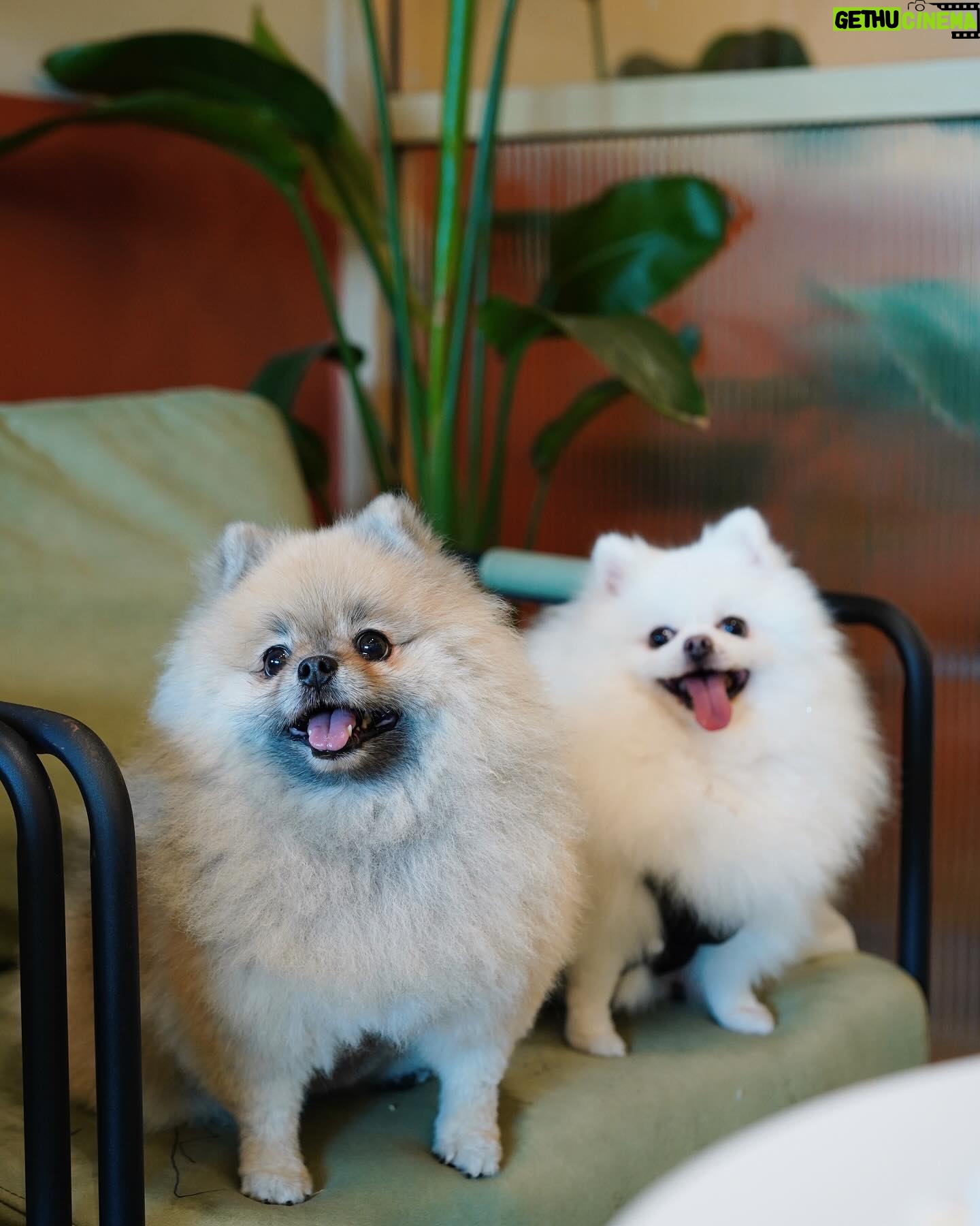 Joey Leong Instagram - arranged a little birthday gathering on my half day-off for @pomerpuffgirls to hang out with other pups 🐶 my dearest ppg, thank you for bringing so much warmth and happiness to our family all these years ♡ can’t believe my eldest Vera is already 8 this year 🥹 mama loves the 3 of you so dearly (but scroll to the end to see what we deal with daily hahh) had a blast at @lyfecafe.kl✨ what a pleasant environment with gooooood food! guess the birthday cake from @woofandmeowdelights is yummy cause @bentley_goldenlabrador had 1/4 of the entire cake but wanted more and got rejected by papa 😮💨 and all other mini creatures enjoyed & finished their portions too 🥹 thank you all for coming & sharing the fun @bingyu_baby_toby @thejeweldoggies @dutdut_shibainu and the sweetest hailey — bday surprise for @crystaljingg @jassfoo524 and mommy was a success too✨ off to shoot right after the mini celebration (with countless fur all over me hahaha)