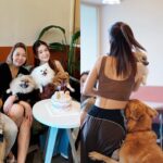 Joey Leong Instagram - arranged a little birthday gathering on my half day-off for @pomerpuffgirls to hang out with other pups 🐶 my dearest ppg, thank you for bringing so much warmth and happiness to our family all these years ♡ can’t believe my eldest Vera is already 8 this year 🥹 mama loves the 3 of you so dearly (but scroll to the end to see what we deal with daily hahh) had a blast at @lyfecafe.kl✨ what a pleasant environment with gooooood food! guess the birthday cake from @woofandmeowdelights is yummy cause @bentley_goldenlabrador had 1/4 of the entire cake but wanted more and got rejected by papa 😮‍💨 and all other mini creatures enjoyed & finished their portions too 🥹 thank you all for coming & sharing the fun @bingyu_baby_toby @thejeweldoggies @dutdut_shibainu and the sweetest hailey — bday surprise for @crystaljingg @jassfoo524 and mommy was a success too✨ off to shoot right after the mini celebration (with countless fur all over me hahaha)