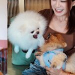 Joey Leong Instagram - arranged a little birthday gathering on my half day-off for @pomerpuffgirls to hang out with other pups 🐶 my dearest ppg, thank you for bringing so much warmth and happiness to our family all these years ♡ can’t believe my eldest Vera is already 8 this year 🥹 mama loves the 3 of you so dearly (but scroll to the end to see what we deal with daily hahh) had a blast at @lyfecafe.kl✨ what a pleasant environment with gooooood food! guess the birthday cake from @woofandmeowdelights is yummy cause @bentley_goldenlabrador had 1/4 of the entire cake but wanted more and got rejected by papa 😮‍💨 and all other mini creatures enjoyed & finished their portions too 🥹 thank you all for coming & sharing the fun @bingyu_baby_toby @thejeweldoggies @dutdut_shibainu and the sweetest hailey — bday surprise for @crystaljingg @jassfoo524 and mommy was a success too✨ off to shoot right after the mini celebration (with countless fur all over me hahaha)