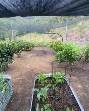 Johanna Griggs Instagram - Before all the rain hit NSW -  I managed to sneak a few hours in the veggie patch. It’s back under control. Loads of pumpkin, sweet potatoes, citrus, and still randomly getting eggplants…. And the first of my globe artichokes (I’ve never grown them before so I’m a bit excited.) All our winter veggies are growing so well. We’re sharing lots of them with the bugs of the season but I don’t mind that if I’m honest. There’s plenty for all! #hugginshill #veggiepatch #growyourown #lovemygarden
