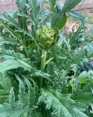 Johanna Griggs Instagram - Before all the rain hit NSW -  I managed to sneak a few hours in the veggie patch. It’s back under control. Loads of pumpkin, sweet potatoes, citrus, and still randomly getting eggplants…. And the first of my globe artichokes (I’ve never grown them before so I’m a bit excited.) All our winter veggies are growing so well. We’re sharing lots of them with the bugs of the season but I don’t mind that if I’m honest. There’s plenty for all! #hugginshill #veggiepatch #growyourown #lovemygarden