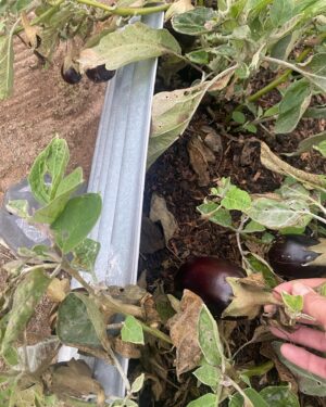 Johanna Griggs Instagram - Before all the rain hit NSW -  I managed to sneak a few hours in the veggie patch. It’s back under control. Loads of pumpkin, sweet potatoes, citrus, and still randomly getting eggplants…. And the first of my globe artichokes (I’ve never grown them before so I’m a bit excited.) All our winter veggies are growing so well. We’re sharing lots of them with the bugs of the season but I don’t mind that if I’m honest. There’s plenty for all! #hugginshill #veggiepatch #growyourown #lovemygarden