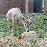 Johanna Braddy Instagram - Love my mornings with this sweet boy 💕 . . . . . . . #deer #love #animal #animals #nature #adventure #rehabilitation