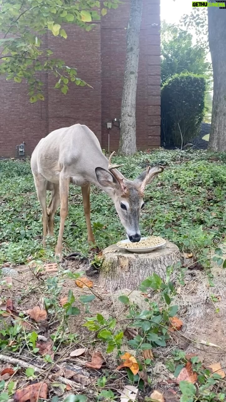Johanna Braddy Instagram - Love my mornings with this sweet boy 💕 . . . . . . . #deer #love #animal #animals #nature #adventure #rehabilitation
