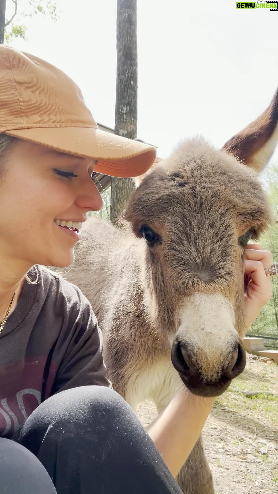 Johanna Braddy Instagram - Love this place so much! @hiddenacresanimalsanctuary