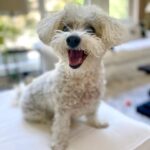 Johanna Braddy Instagram - ➡️ for 🥖 🐶 . . . . #bread #breadmaking #bichonfrise #travel