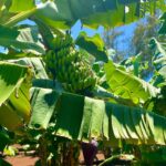 Johanna Braddy Instagram - Car dancing and a fruit farm! @kahukufarms Harvesting cacao?! My dream ♥️🍫 . . . . . #hawaii #love #farm #fruit #travel