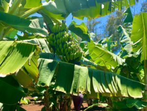 Johanna Braddy Instagram - Car dancing and a fruit farm! @kahukufarms Harvesting cacao?! My dream ♥️🍫
.
.
.
.
.
#hawaii #love #farm #fruit #travel