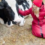 Johanna Braddy Instagram - Hidden Acres Animal Sanctuary is unlike any place I’ve ever been. These animals have been rescued from all walks of life. Factory farming, abuse, homelessness and more. Now they get to live the rest of their lives in comfort and safety. The property has 2 Airbnb’s where you can stay and spend quality time with the animals. Snuggling pigs, hugging cows, playing with baby goats. It’s an unbelievable experience that I am so grateful for. If you are an animal lover and looking for a vacation, I can’t recommend it enough. If you are looking for a place to support or donate, please consider @hiddenacresanimalsanctuary !!! Link in my bio ⬆️♥️