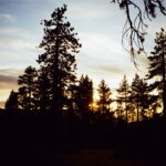 Johnna Dias-Watson Instagram - tree person//scary night monster