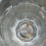 Johnna Dias-Watson Instagram - U guys ever seen a snail fall into a coffee cup?