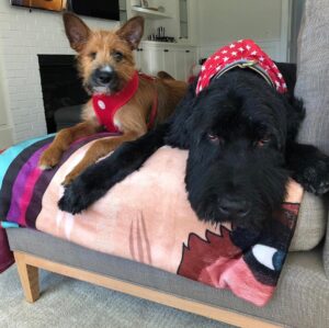 Jordan Danger Instagram - On this day two years ago, my best friend Cowboy rescued me. He was Danger’s favorite dog and the feeling was mutual. Everyday, I wake up with a smile on my face when I look across the bed and see your one eye staring at me, patiently waiting to bug me for attention. Thank you @deityanimalrescue for trusting me with this mythical creature. Happy Gotcha Day, my handsome boy 💫⚡️✨
.
.
#adoptdontshop #rescuedogsofinstagram #gotchaday #rescuedog #rescuedismyfavoritebreed